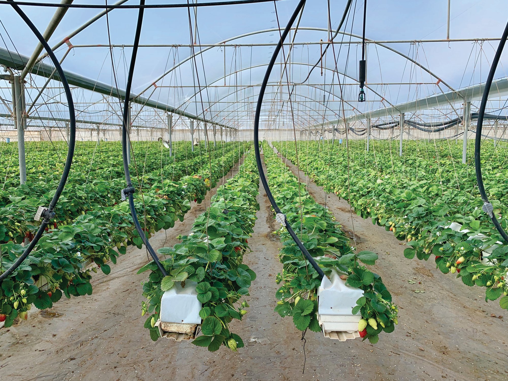 Strawberry_003